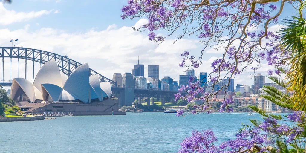 Sydney with jacarandas