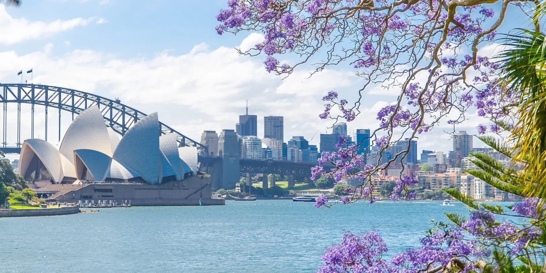 Sydney with jacarandas