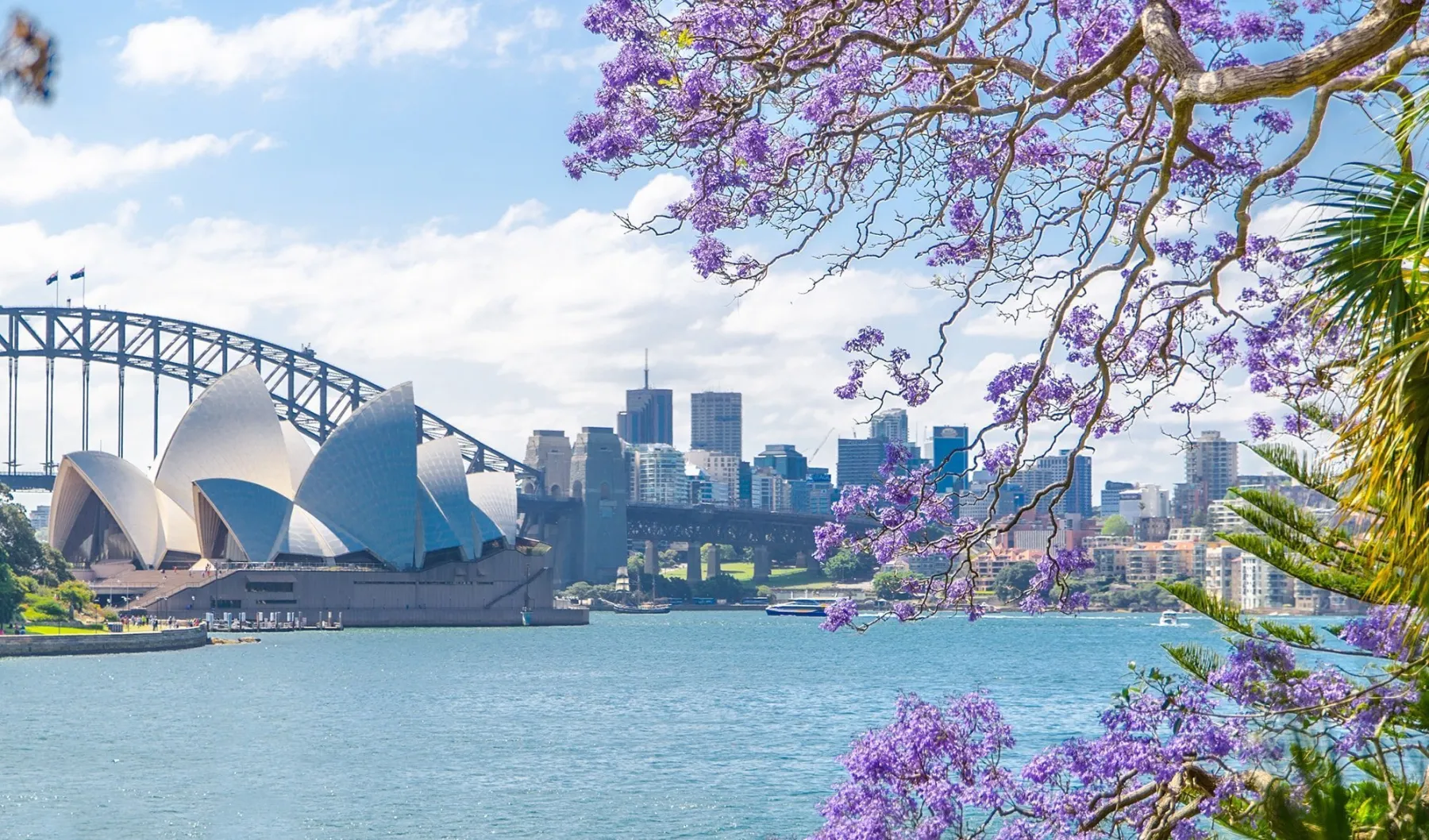 Sydney with jacarandas